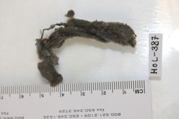 Media type: image;   Invertebrate Zoology HOL-387 Description: Preserved specimen.;